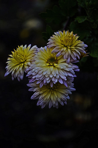 hd 2748f0ad33c4b37d3979fe43eeaf5762.jpg