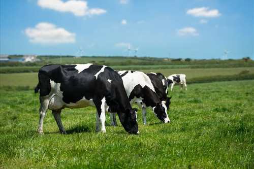 cow at grass.jpg