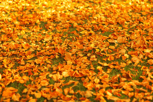 autumn leaves on the ground