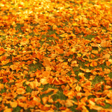 autumn leaves on the ground