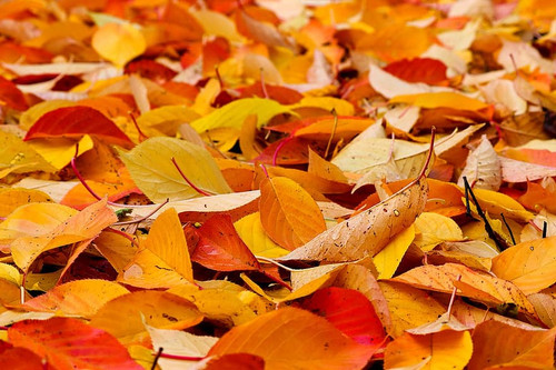 fall foliage orange brown leaves autumn fall color forest colorful leaves nature