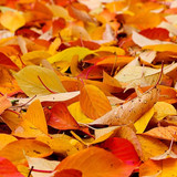 fall foliage orange brown leaves autumn fall color forest colorful leaves nature