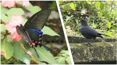 00012 臺灣烏鴉鳳蝶、紫鷫鶇.webp