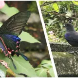 00012 臺灣烏鴉鳳蝶、紫鷫鶇