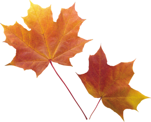 autumn leaves PNG3572.png