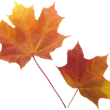 autumn leaves PNG3572