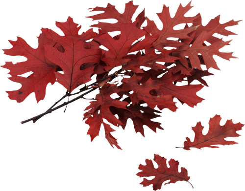 autumn leaves PNG3589.png