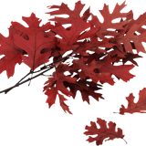 autumn leaves PNG3589