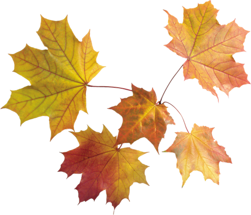 autumn leaves PNG3585.png