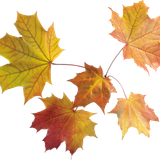autumn leaves PNG3585