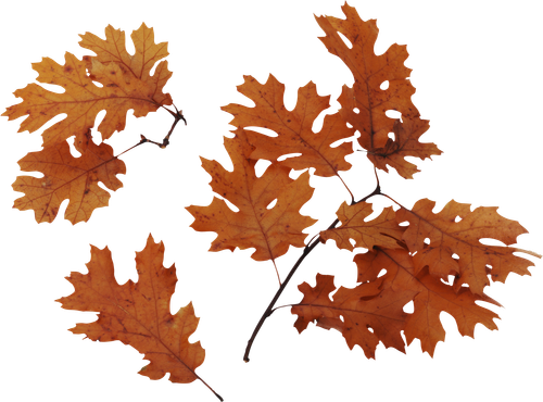 autumn leaves PNG3598.png