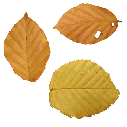 autumn leaves PNG3581.png