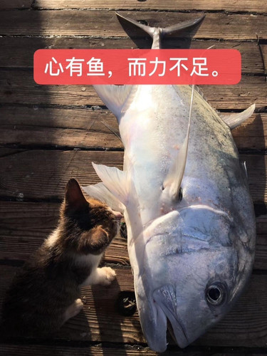 thread 33305077 20220409170556 s 202425 o w 904 h 1205 16651.jpg