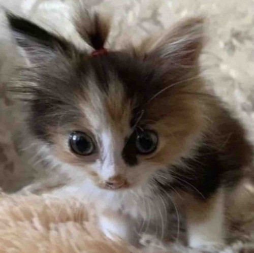 3677605E 269C 4C0C A335 376883200BA0.jpg