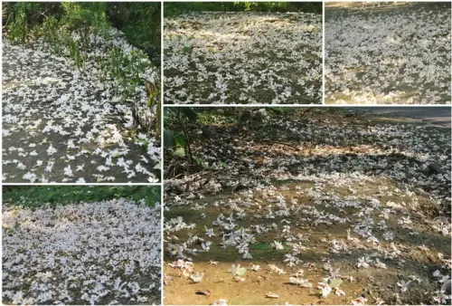 00009 銅鑼雙峰路桐花.webp