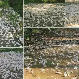 00009 銅鑼雙峰路桐花