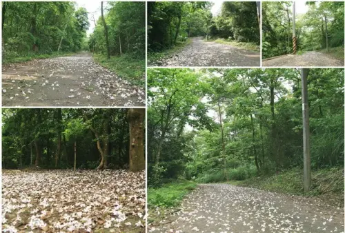 00016 雙峰山桐花.webp