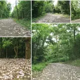 00016 雙峰山桐花