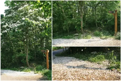 00012 雙峰路桐花最盛之地.webp