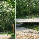 00012 雙峰路桐花最盛之地