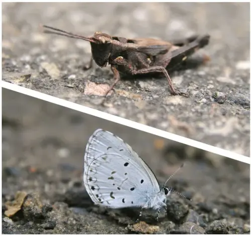 00010 台灣琉璃小灰蝶、短角外斑腿蝗.webp