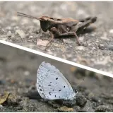 00010 台灣琉璃小灰蝶、短角外斑腿蝗