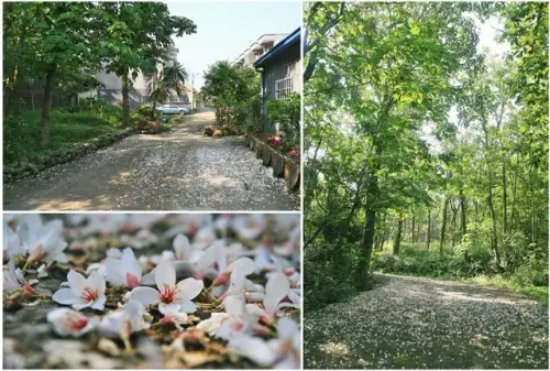 00011 雙峰路桐花.webp