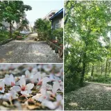 00011 雙峰路桐花