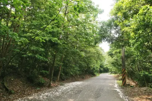 00013 雙峰路桐花.webp