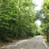 00013 雙峰路桐花