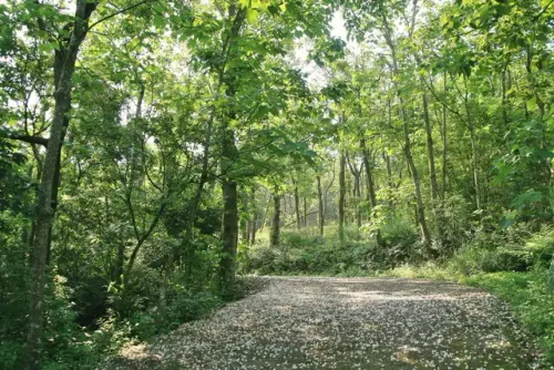 00000 雙峰山桐花.webp