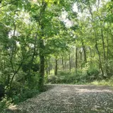 00000 雙峰山桐花