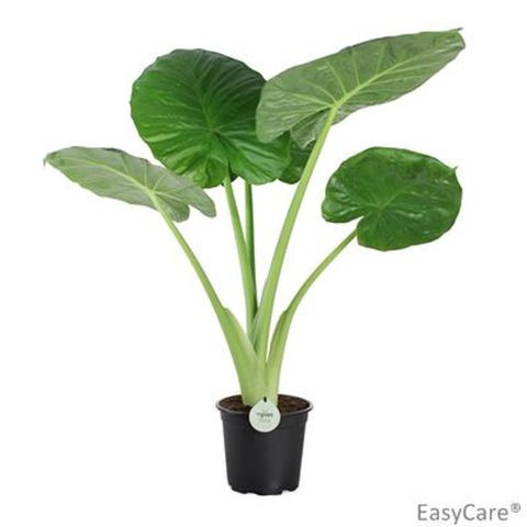 nb8vname01052t8bmt16ntp7g00hocsgaot129sm 480.jpg