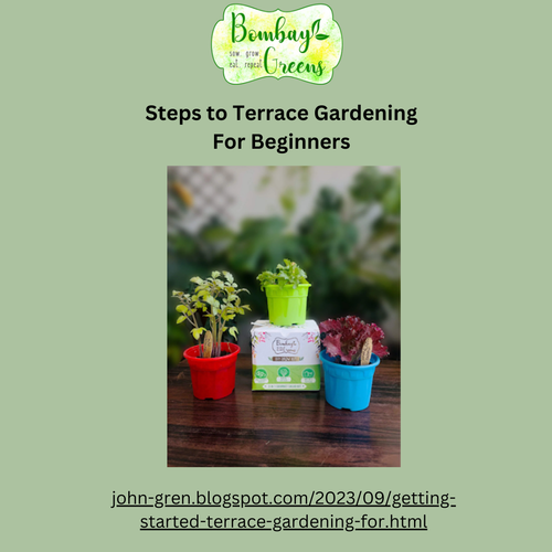 Steps to Terrace Gardening For Beginners.png
