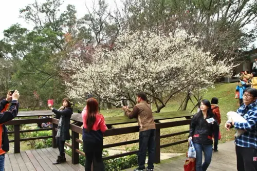 00022 角板山櫻花與梅花同框.webp