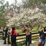 00022 角板山櫻花與梅花同框