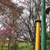 00023 角板山香菇也很有名