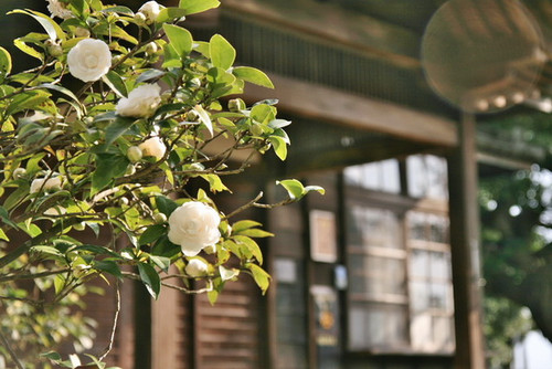 00000 桃園神社，日本海外唯一完整神社建築.jpg