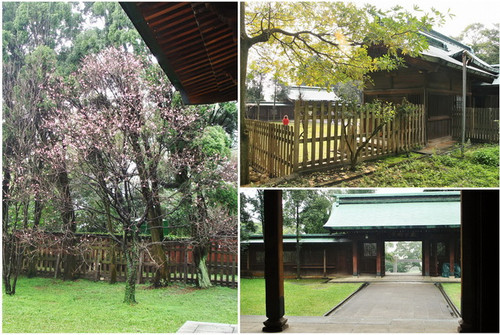 00015 桃園神社拜殿櫻花.jpg