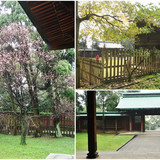 00015 桃園神社拜殿櫻花
