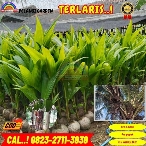 LANGSUNG PETANI ! H.Tovix CALL : 0823-2711-3939 Jual Pohon Kelapa Gambar di Kebumen-Alian-Kaliputih.jpg