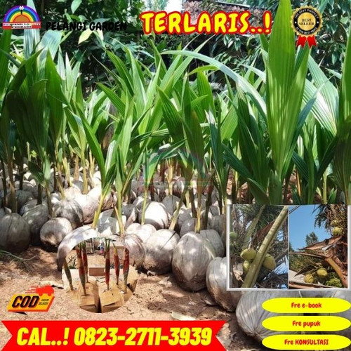 BANTING HARGA ! H.Tovix CALL : 0823-2711-3939 Jual Pohon Kelapa Hias di Kebumen-Alian-Sawangan.jpg
