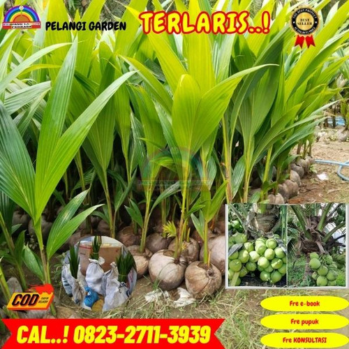 GROSIRAN ! H.Tovix CALL : 0823-2711-3939 Jual Pohon Kelapa Hibrida di Kebumen-Alian-Kemangguhan.jpg