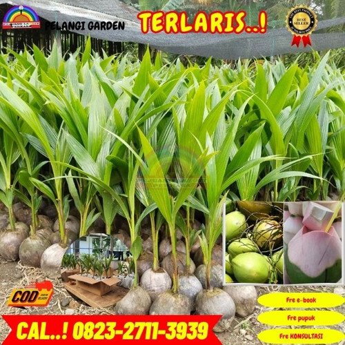 TERPERCAYA ! H.Tovix CALL : 0823-2711-3939 Jual Pohon Kelapa Genjah Wulung di Kebumen-Alian-Karangke.jpg