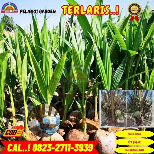 PROMO RESELLER ! H.Tovix CALL : 0823-2711-3939 Jual Pohon Kelapa Hijau di Kebumen-Alian-Krakal.jpg