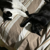 IMG 0333