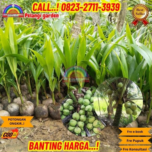 HARGA PARTAI ! H.Tovix CALL : 0823-2711-3939 Jual Pohon Kelapa Pinggir Pantai di Kebumen-Ambal-Plemp.jpg