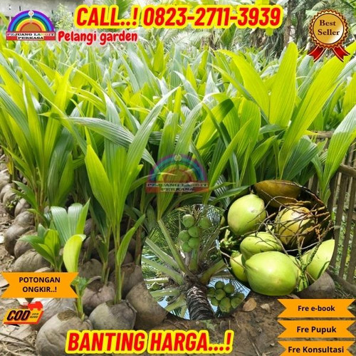 PAKET PENJUAL ! H.Tovix CALL : 0823-2711-3939 Jual Pohon Kelapa Pandan Wangi di Kebumen-Ambal-Peneke.jpg