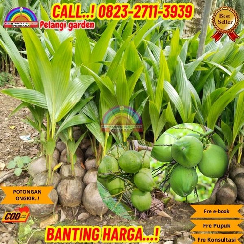 BANTING HARGA ! H.Tovix CALL : 0823-2711-3939 Jual Pohon Kelapa Pantai di Kebumen-Ambal-Pagedangan.jpg
