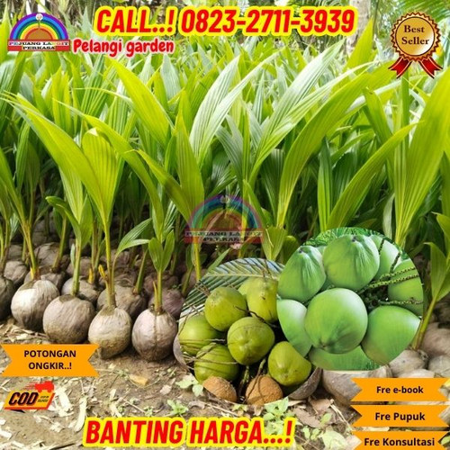 GROSIRAN ! H.Tovix CALL : 0823-2711-3939 Jual Pohon Kelapa Png di Kebumen-Ambal-Kradenan.jpg